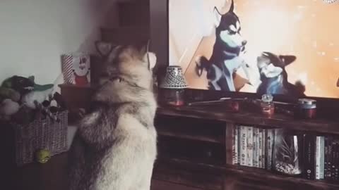 Husky howls along to howling huskies on TV