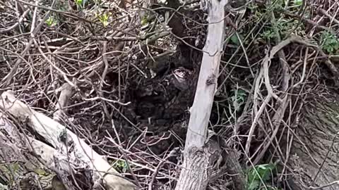 Windy day uproots tree 🌳 Part 1