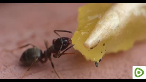 Honey Ant 🍯 🐜
