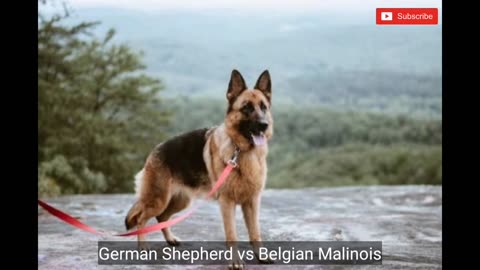 German Shepherd vs Belgian Malinois.