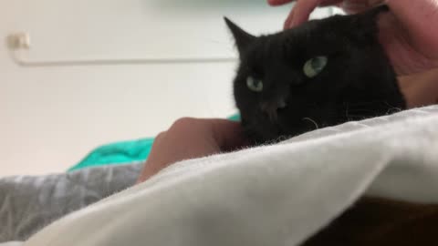 Cat Surprised by Flea Treatment