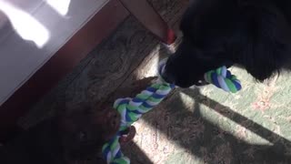 Brown dog and black dog playing tug of war with rope toy
