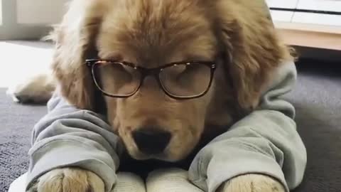 One day before final exam, Have you seen your puppy like this????