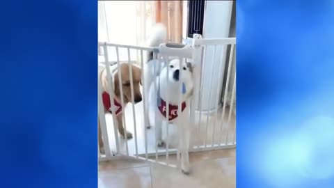 Watch These Dogs Escape From Danger! 👀😂