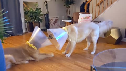 Cheerful dogs manage to play tug-of-war despite wearing cones