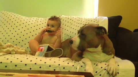 Toddler and Pit Bull exchange kisses