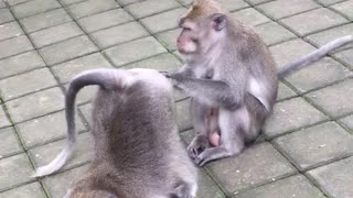 Monkey Gives Pal a Clean Caboose