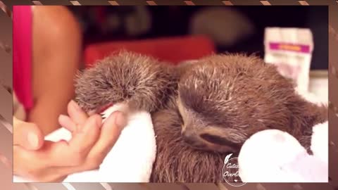 Baby Sloth with his Mother | Cutest Overloaded |