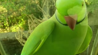 parrots doing funny things