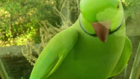 parrots doing funny things