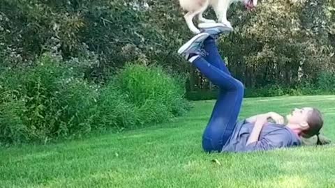 WATCH : Little Dog With Amazing Balancing Skills! 😍 #Shorts #Dog_Balancing_Skills #dog_videos