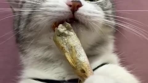 Kittens eat fish, meat ,and cat food