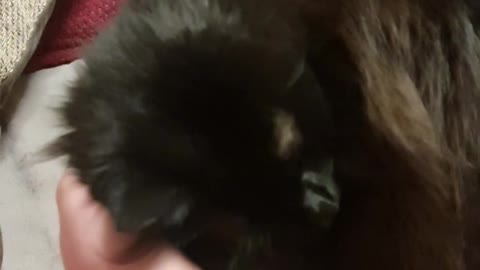 My little cute black cat Squeaky