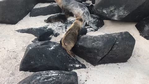 Baby Sea Lion Pup in Galapagos Islands