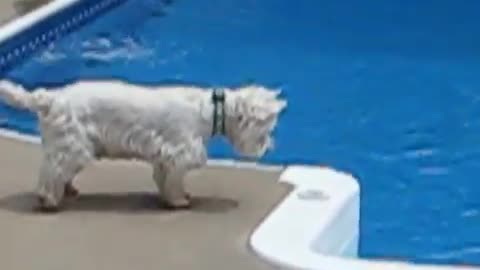 Dogie sister swimming