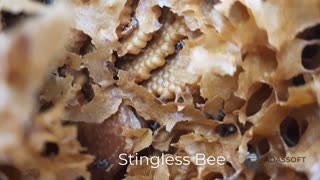 Stingless Bee