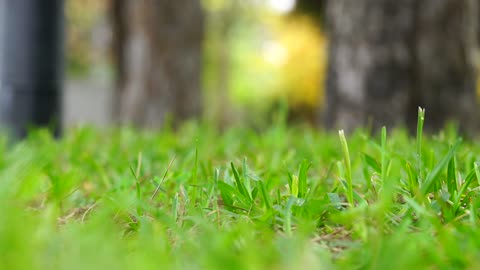 Selective Focus Video Of Grass On A Windy Day