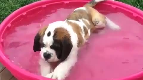 Dog sitting in pink plate for some fresh shower