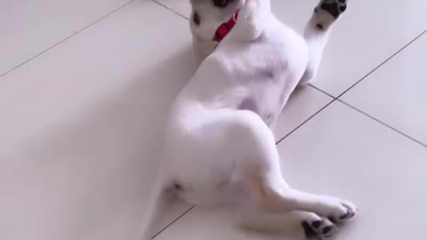 My Labrador rolling over