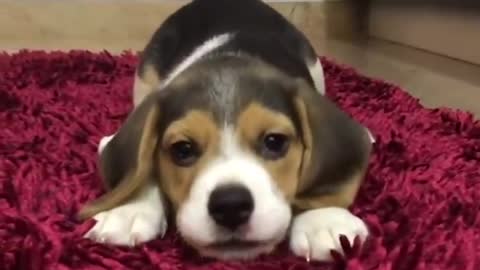 cute puppy very funny