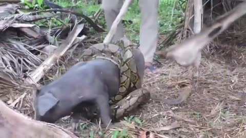 Cerdo es atacado por un serpiente piton