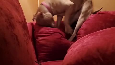 Goofy dog displays her daily ritual of getting comfortable