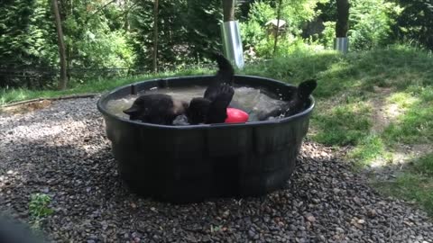 Black bear Takoda cools down