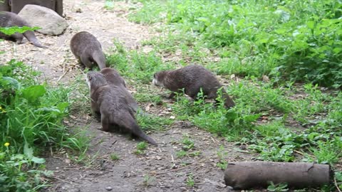 Happy otters squeak in excitement during playtime