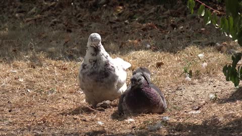 pigeons birds mating love breeding