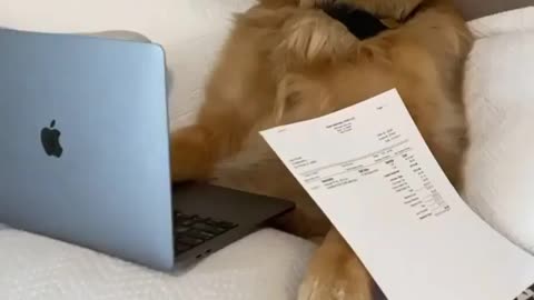 Woman telling her dog to go get a job and pay for the bed bill