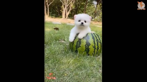 Cute and funny little dogs
