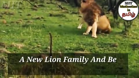 சிங்கம் - The Lion - Story of The Jungle King - Motivational Video - Motivation in Tamil
