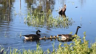 Baby Canadian Geese