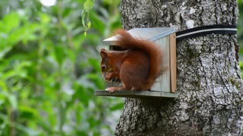 There's a bit of Squirrel in all of us.