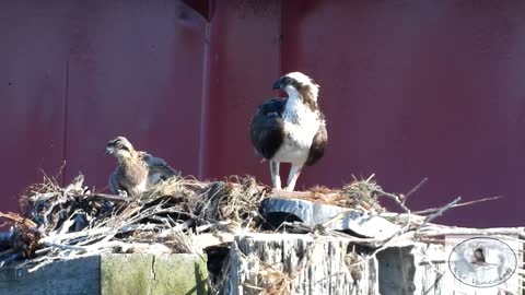 Osprey delivers fish to the nest