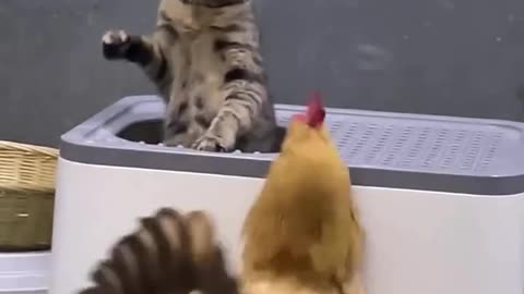 "Fierce Feathers Fly: The Epic Battle Between Cat and Hen"