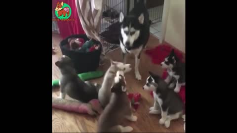 Bunch of Huskies Howling 🐺 Funny Animals