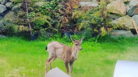 Friendly Deer 🦌 ❤️ Hangout in Garden