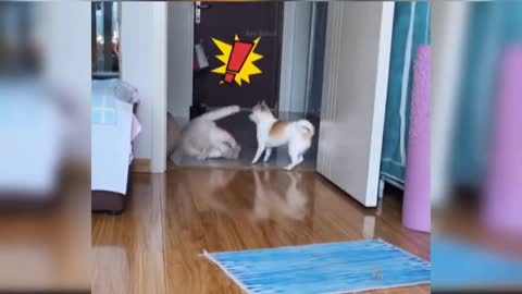 Cats , cats amazing training