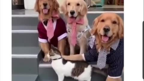 three dogs and one cat