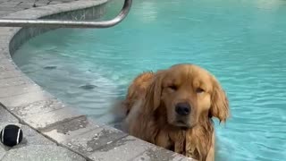 Doggy Doesn't Want to Get Out of Pool