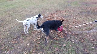 Dalmatians playing in the backyard