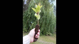 Evening Interview Antonovka Apple Tree Seedling Roots 9 17 2019