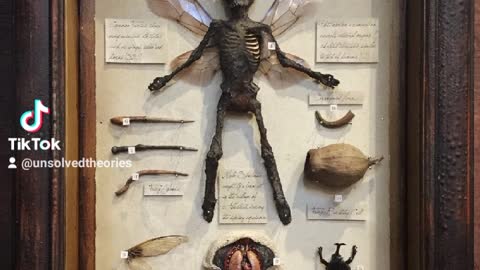 Mummified fairies have been found in UK
