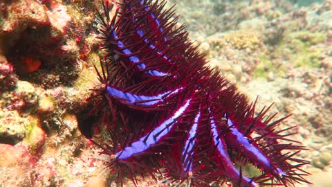 Close Up Footage of a Beautiful Crown of Thorns