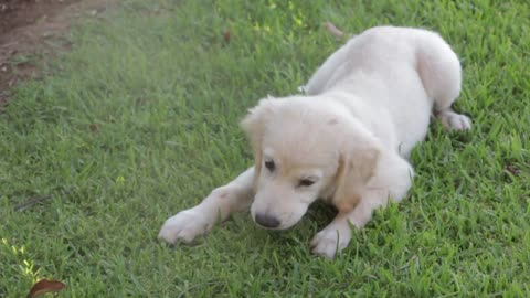 A nice dog is playing on the grass.