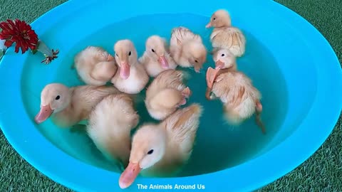 Baby_Ducks_Ducklings_Koi_Carp_Fish_Pleco_Halfmoon_Betta_Goldfish_-_Cute_baby_animals_Videos