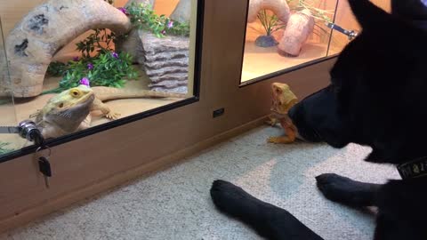 Pup gets so confused over bearded dragon's behavior