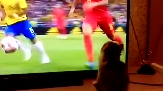 Funny kitten watching football