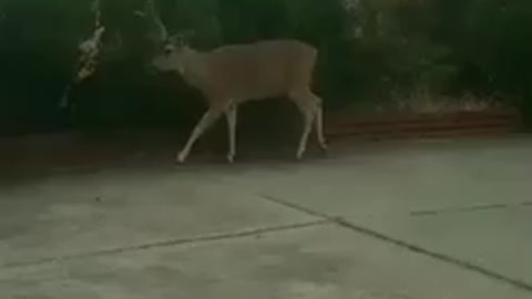 Deer Friends